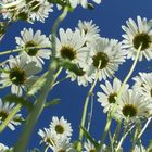 les dessous des marguerites...