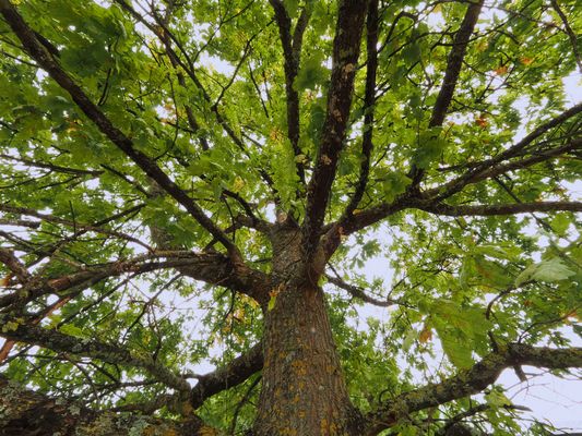 Les dessous du chêne