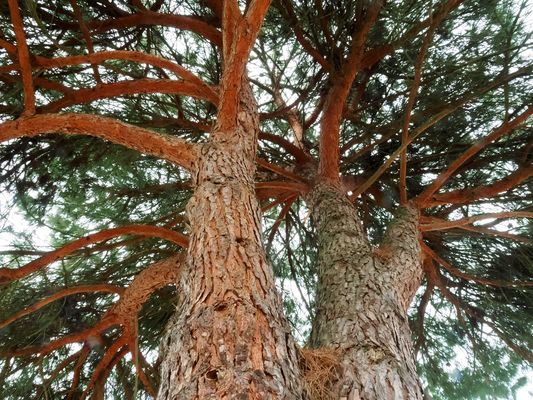Les dessous d’un pin parasol