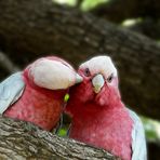 Les deux amoureux