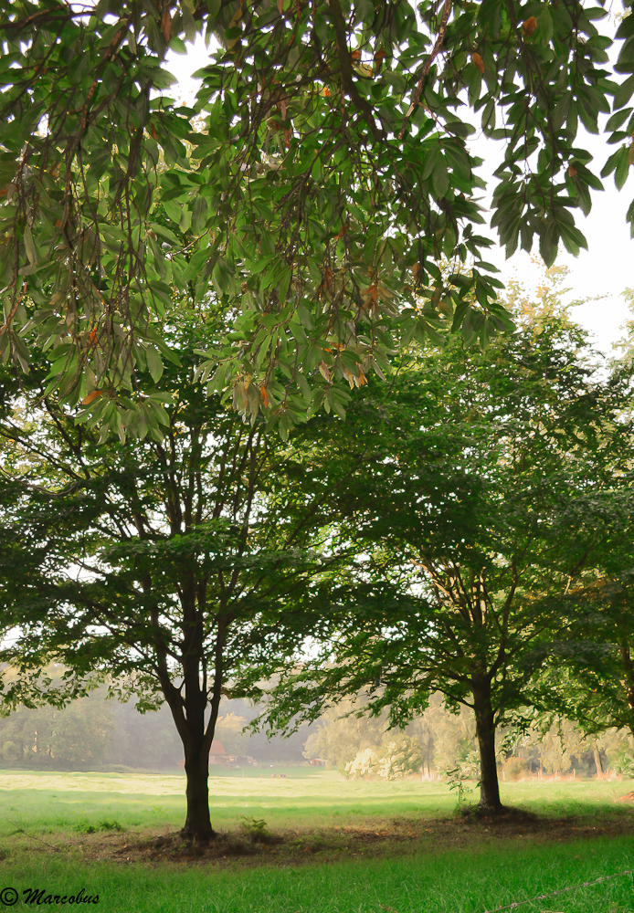 Les deux arbres