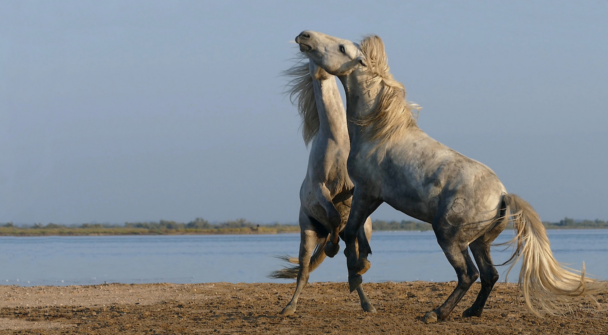                             Les deux Camarguais 