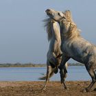                             Les deux Camarguais 