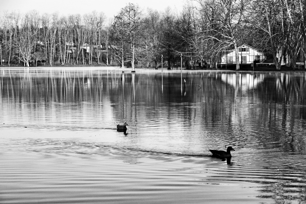 les deux canards !