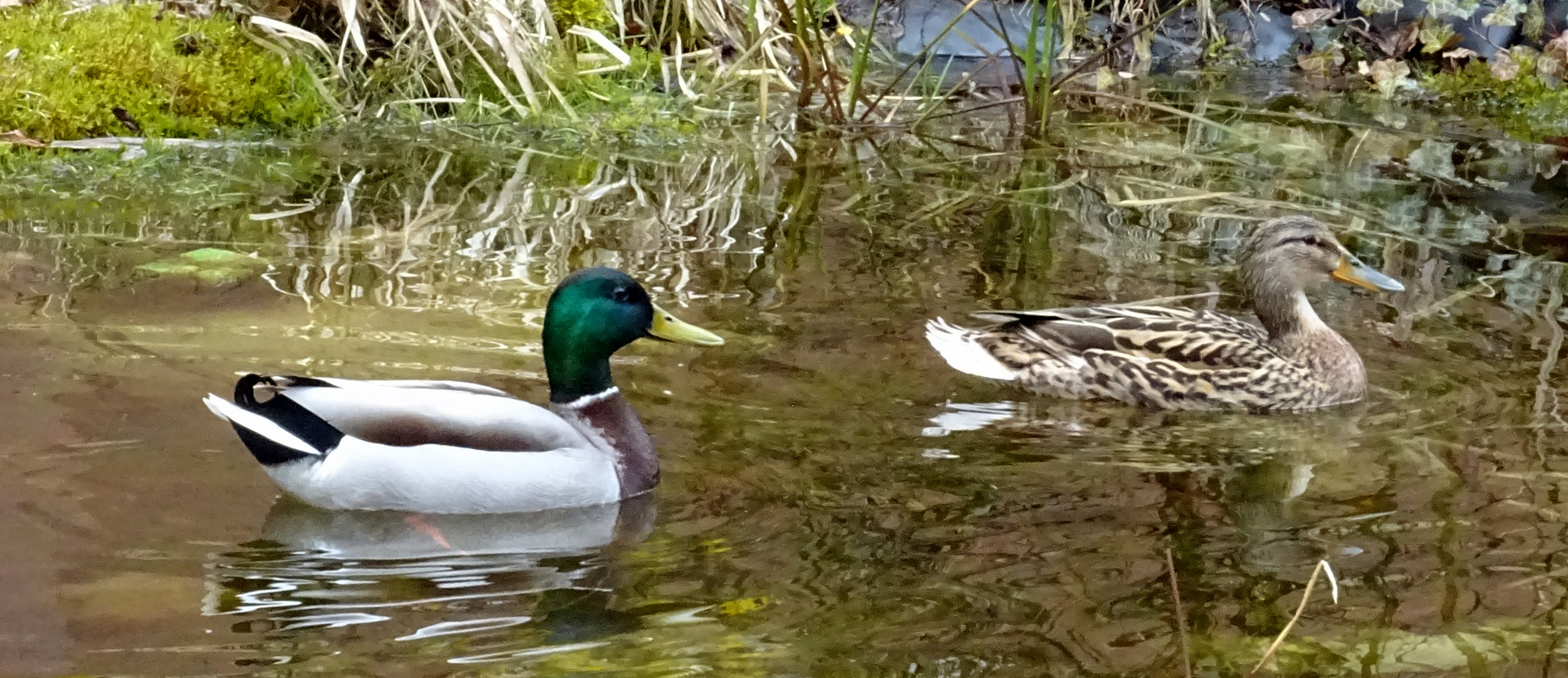 Les Deux Canards.