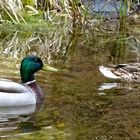 Les Deux Canards.