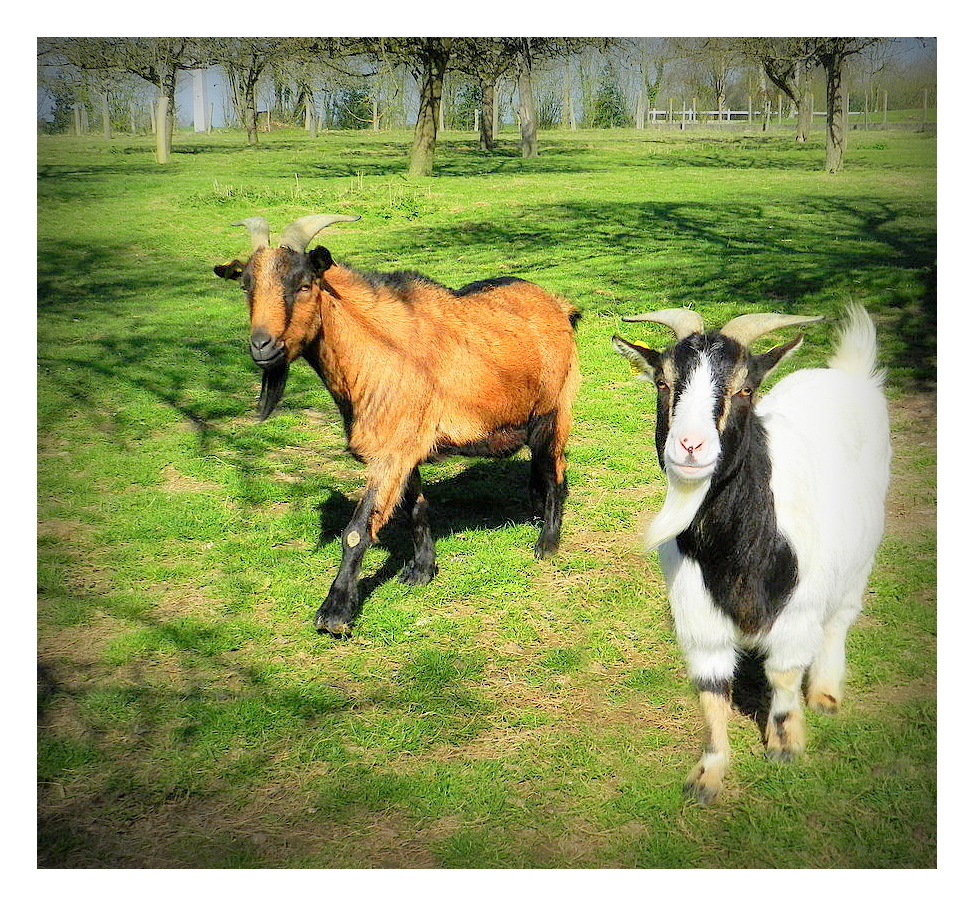 les deux chèvres