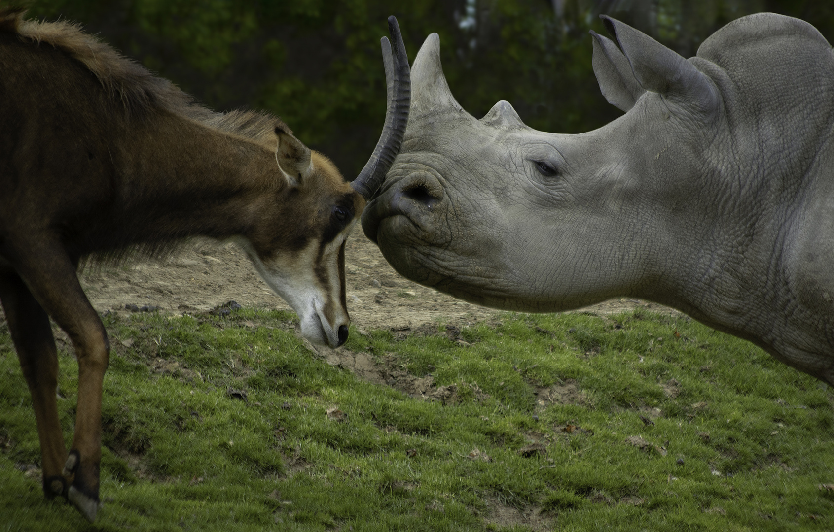 Les deux compères (Hippotrague noir et Rhinocéros blanc)