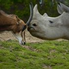 Les deux compères (Hippotrague noir et Rhinocéros blanc)