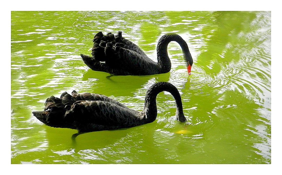 les deux cygnes