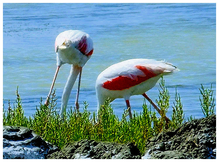 Les deux flamants