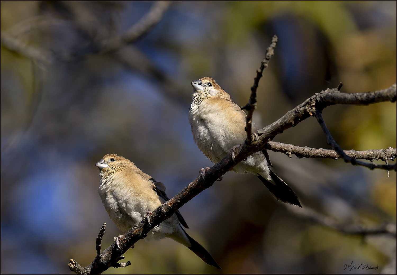 Les deux frères