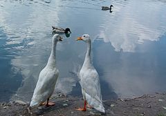 "les deux frères"