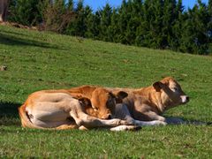 Les deux frères au pré - Die beiden Brüder auf der Wiese