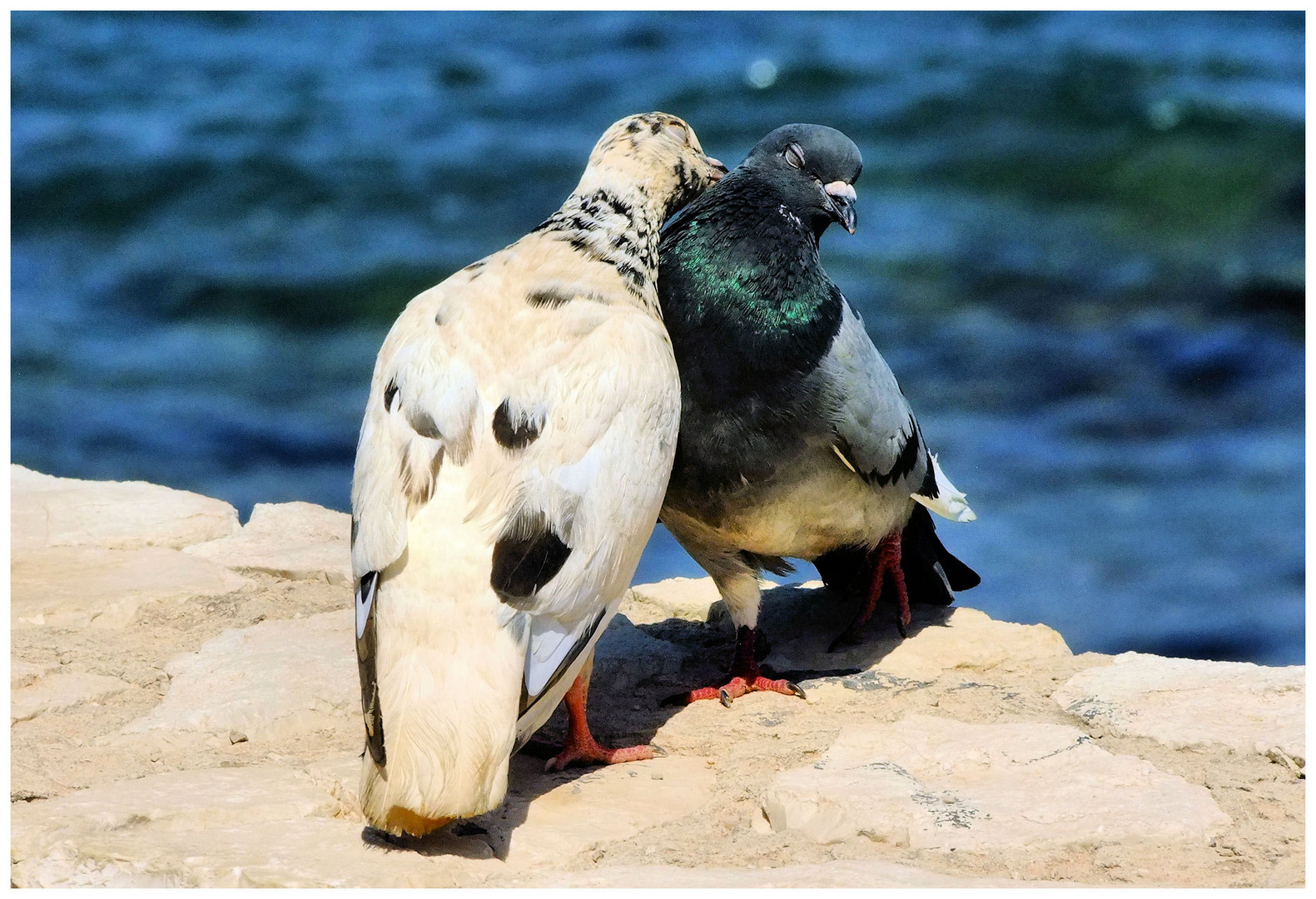 Les deux pigeons