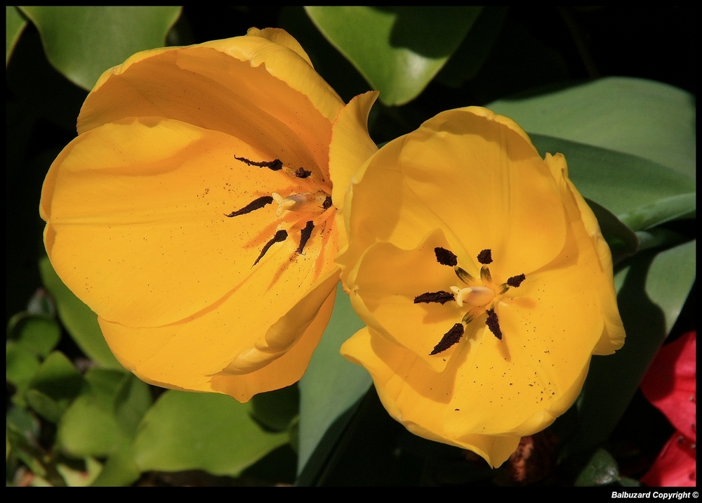 " Les deux premiéres tulipes de mon jardin "