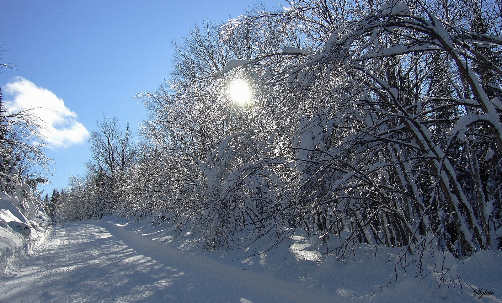 Les diamants de l'hiver