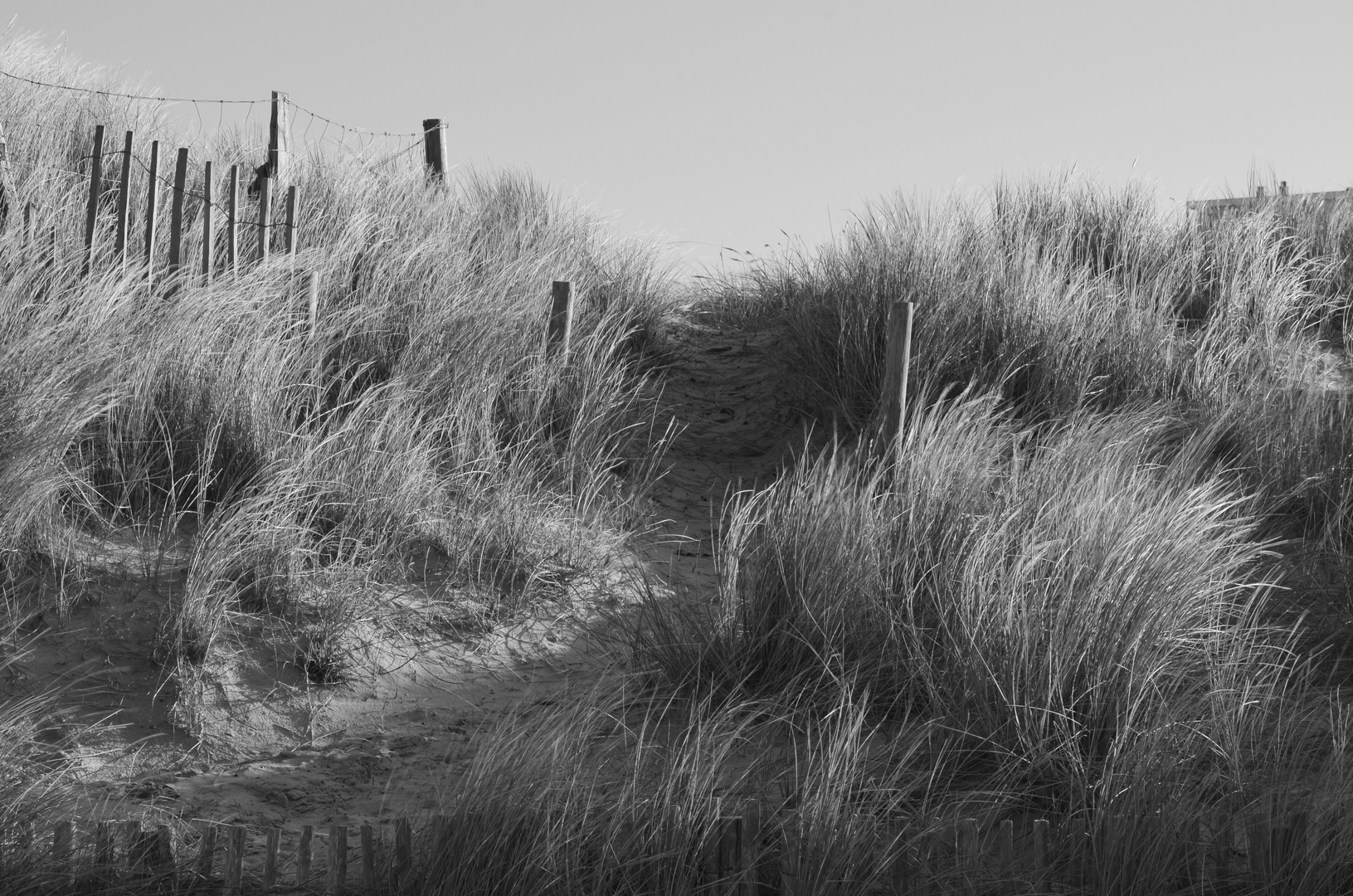 Les dunes des Plages du Nord