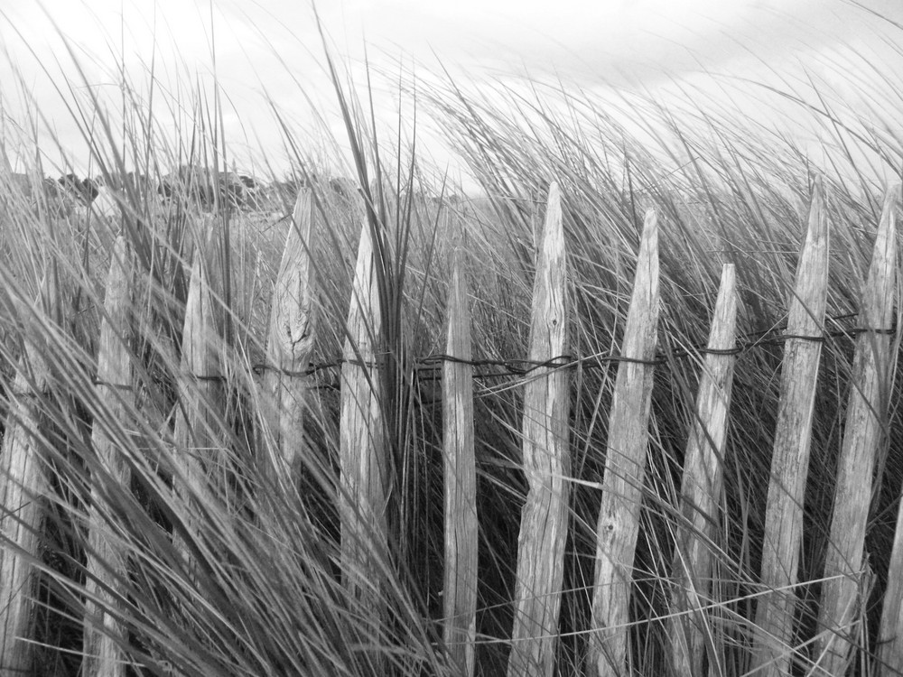 les dunes sont protégées