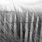 les dunes sont protégées