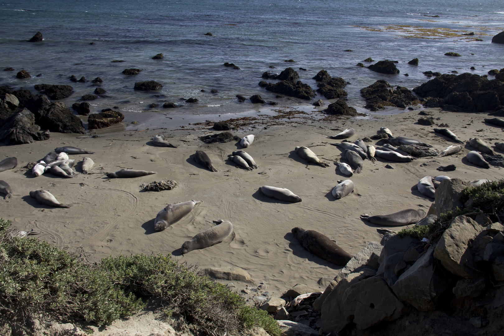 Les éléphants de mer près de Los Angeles