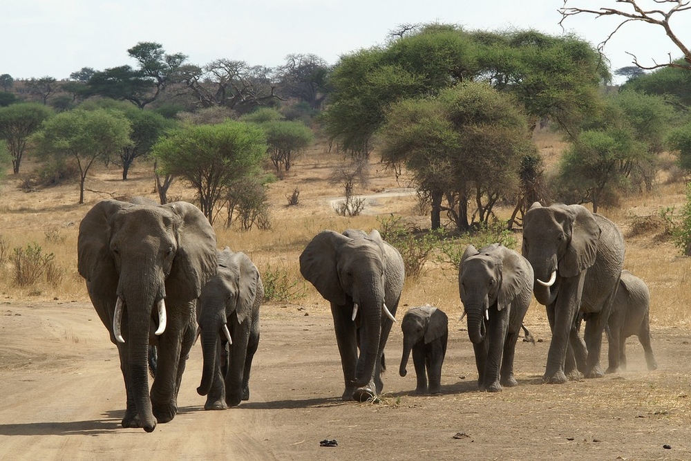 Les Eléphants de Tanzanie-1