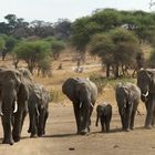 Les Eléphants de Tanzanie-1