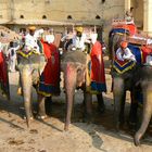 Les éléphants du Fort d'Amber .