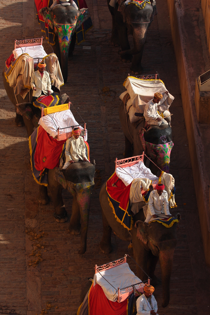 Les éléphants du fort d'Amber, Jaipur, Rajasthan.