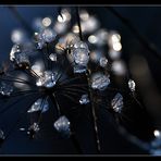 Les éphémères diamants d'hiver