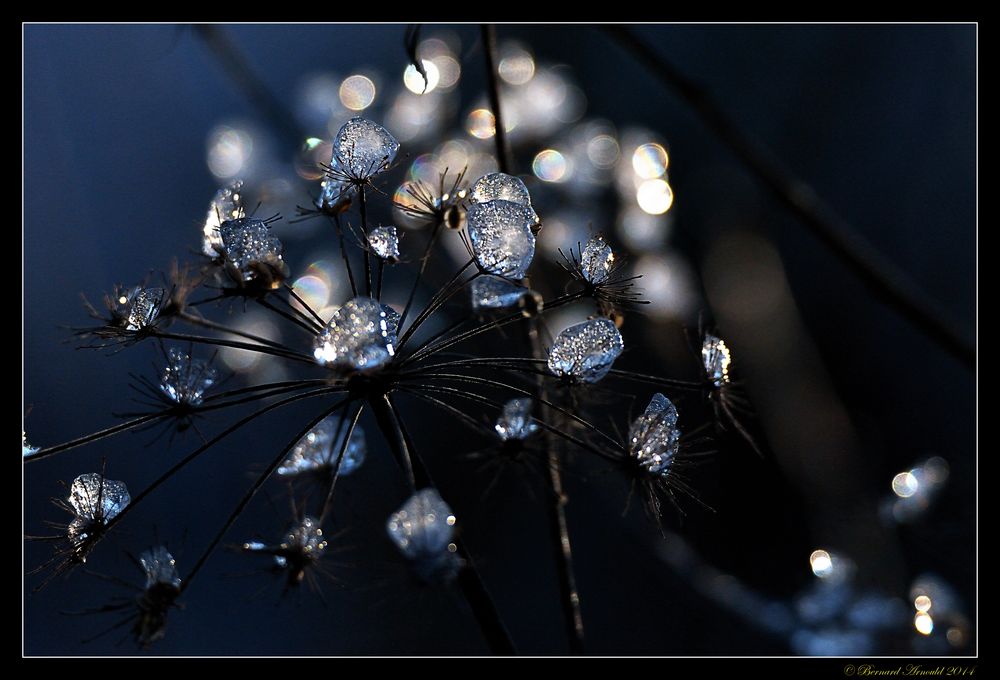 Les éphémères diamants d'hiver