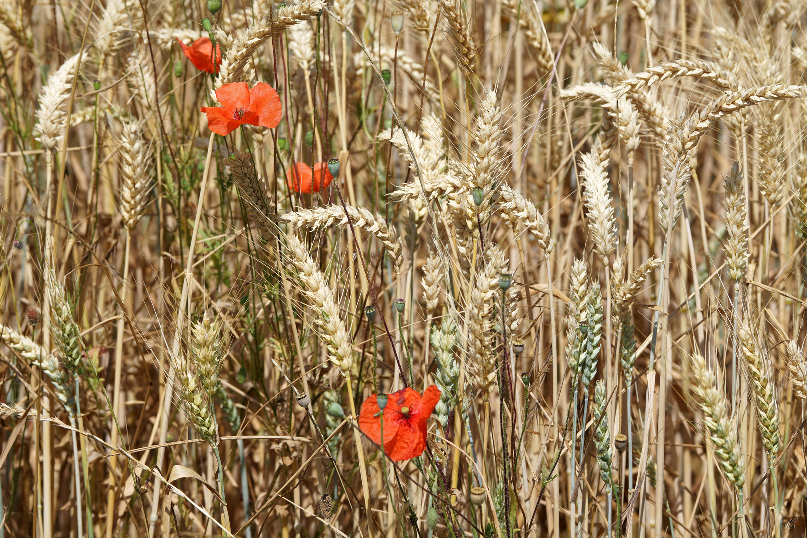 Les épis d'or