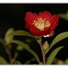 " Les erreurs de la nature 12° le 7 janvier camélias en fleur "