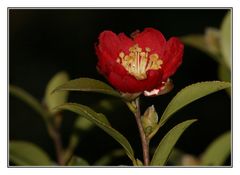 " Les erreurs de la nature 12° le 7 janvier camélias en fleur "