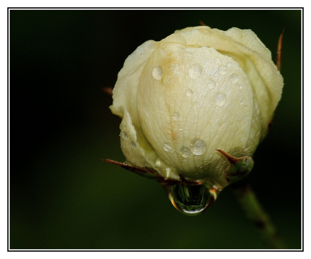 " Les erreurs de la nature cette rose qui pleure sur son sort le 5 janvier "