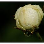 " Les erreurs de la nature cette rose qui pleure sur son sort le 5 janvier "