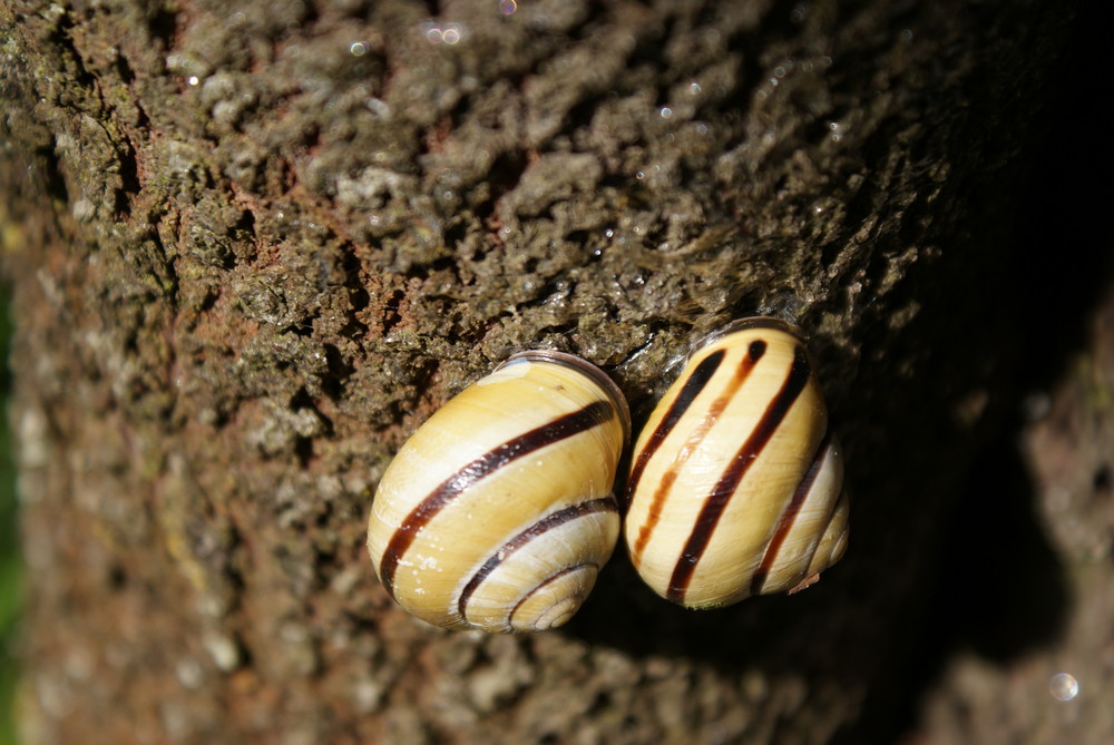 les escargots amoureux