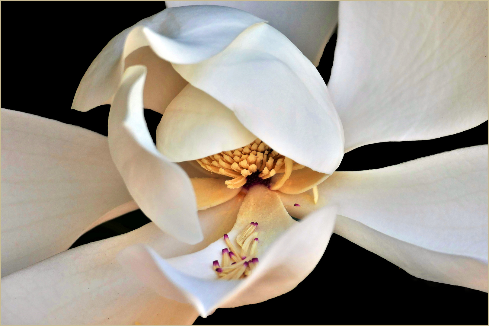 les étamines de la grande fleur de magnolia Foto Immagini italy, nature, world Foto su les étamines de la grande fleur de magnolia Foto Immagini italy, nature, world Foto su