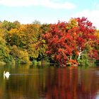 les etangs de commelles