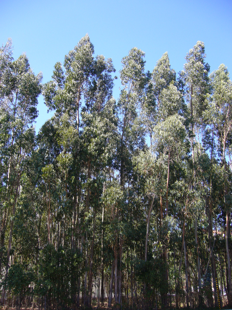 Les eucalytus de Fatima