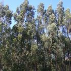 Les eucalytus de Fatima