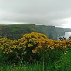 Les falaises de Moher, Irlande