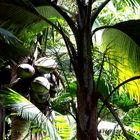 Les fameux cocotiers de la "Vallée de Mai" (Ile de Praslin)