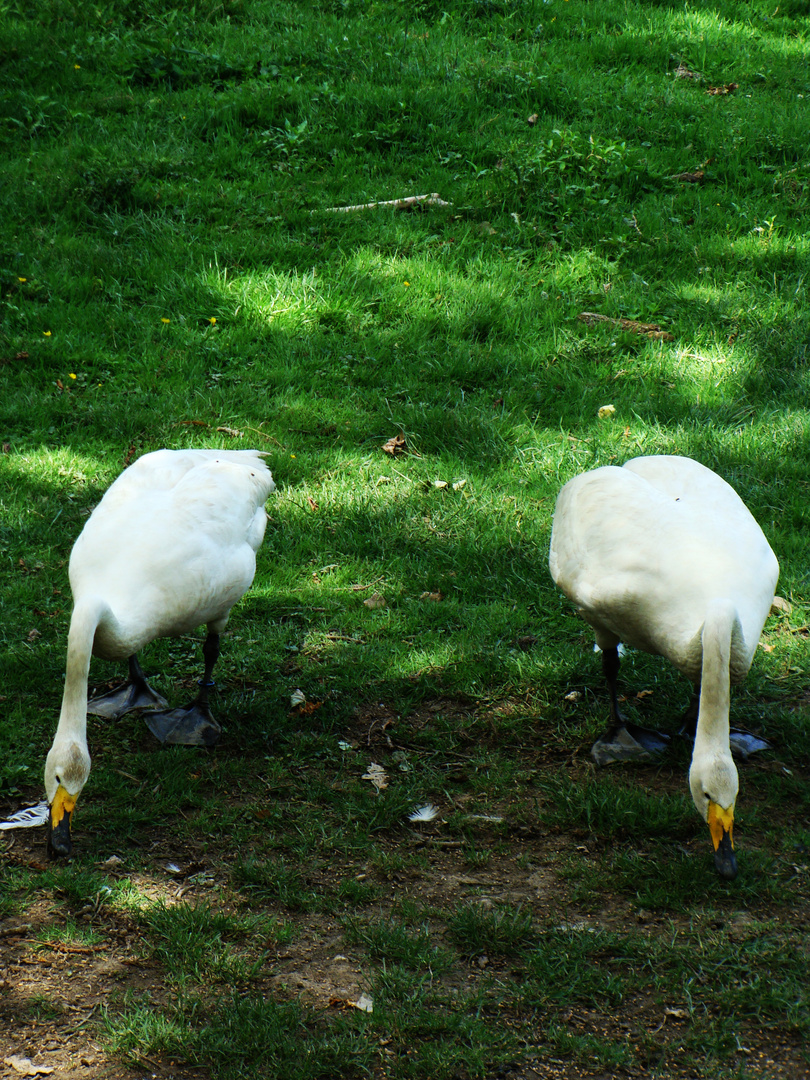 Les faux jumeaux