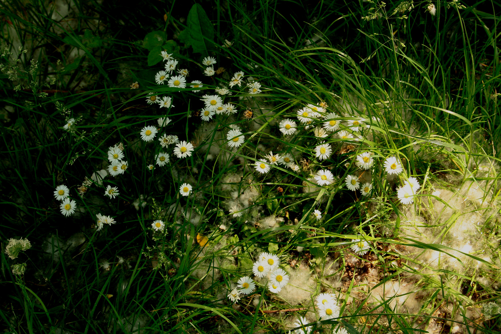 les fées en robes blanches