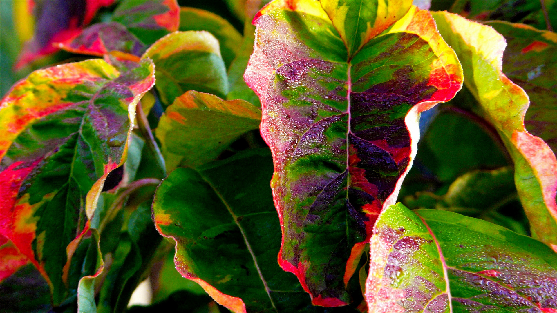 Les feuilles colorées