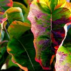Les feuilles colorées