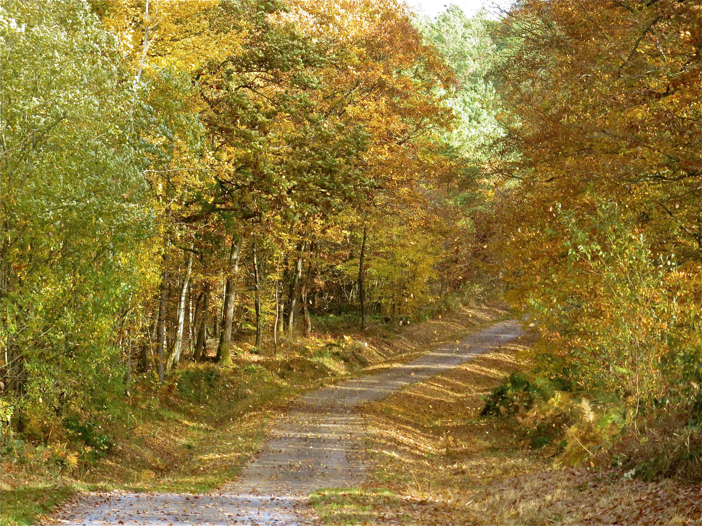 ...les feuilles dans le vent !!!...