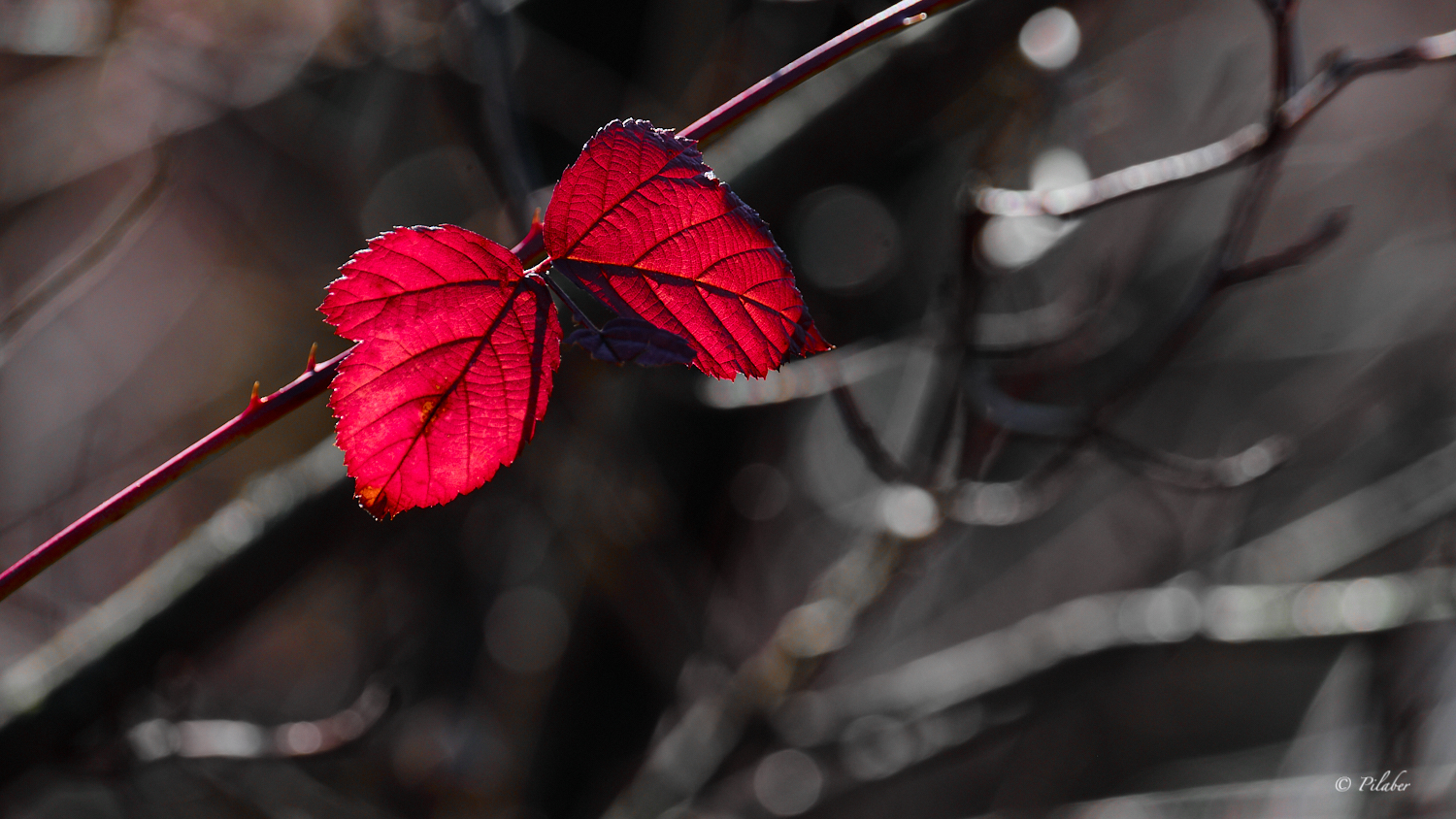 Les feuilles d'automne