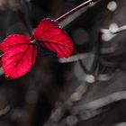 Les feuilles d'automne